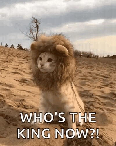 Cat Sitting In Lion Costume GIF