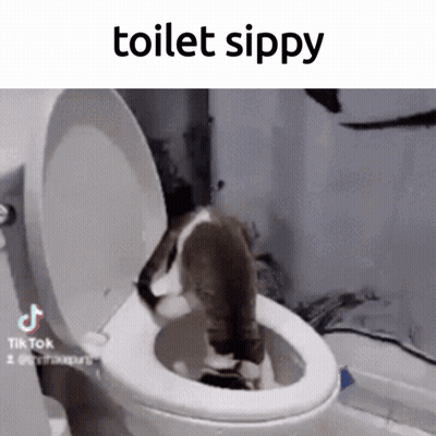 Cat Sitting In Toilet Saying Toilet Sippy GIF