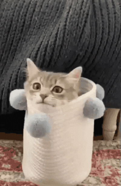 Cat Sitting In White Container With Blue Pom Poms GIF