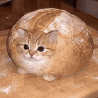 Cat Sitting Inside Loaf Of Bread GIF