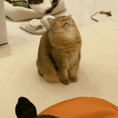Cat Sitting Looking GIF