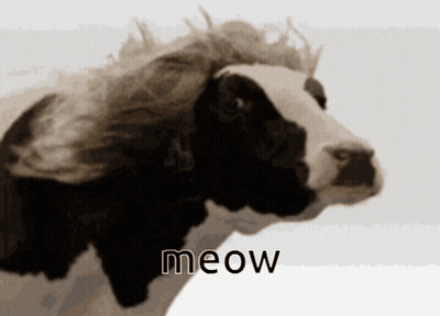Cat Sitting Next To Cow In Fenced Area GIF