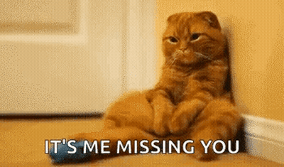 Cat Sitting Next To Door Saying It's Me Missing You GIF