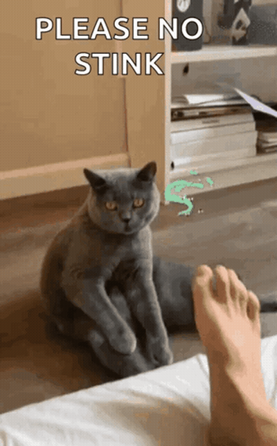 Cat Sitting Next To Foot Please No Stink GIF