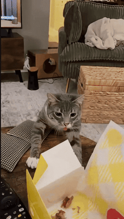 Cat Sitting Next To McDonald's Chicken Box GIF