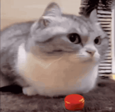 Cat Sitting Next To Red Button GIF