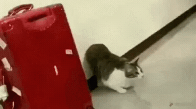 Cat Sitting Next To Red Suitcase GIF