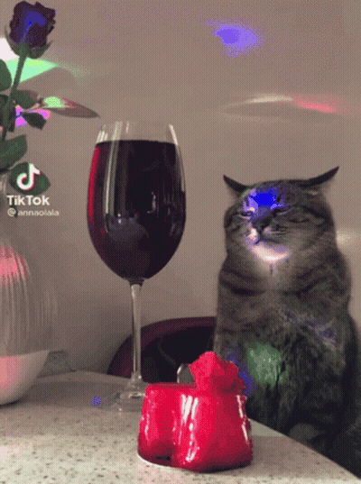 Cat Sitting Next To Wine And Candle With TikTok Logo GIF