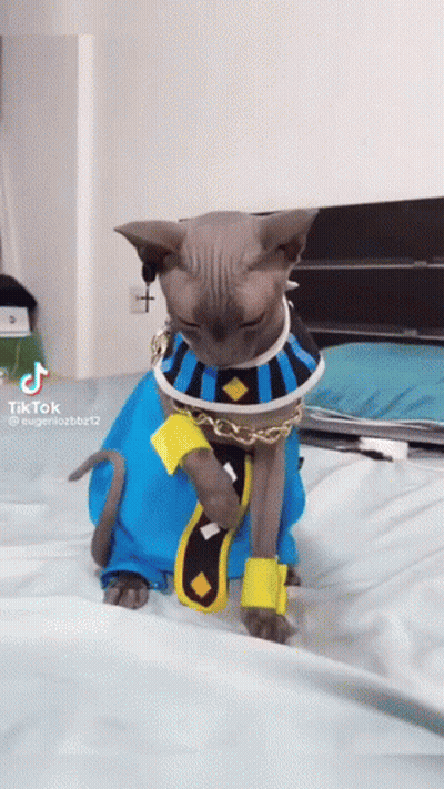 Cat Sitting On Bed In Blue And Yellow Costume GIF