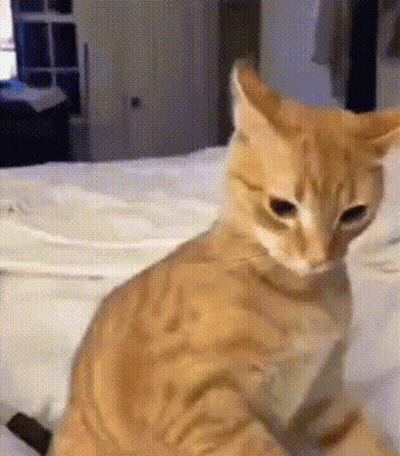Cat Sitting On Bed Looking At Camera GIF