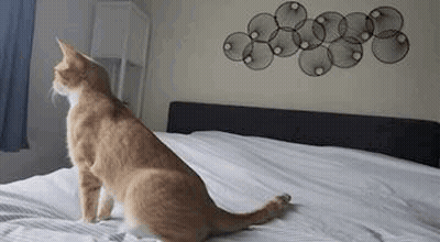Cat Sitting On Bed Looking Out Window GIF