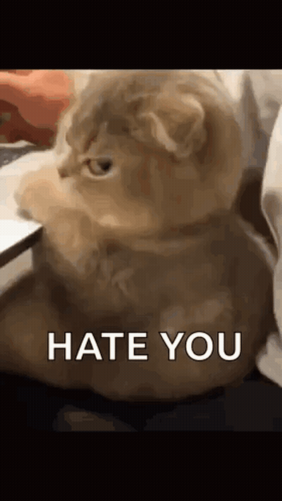Cat Sitting On Bed Saying Hate You GIF