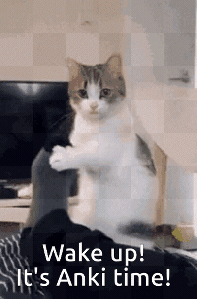 Cat Sitting On Bed Wake Up Anki Time GIF