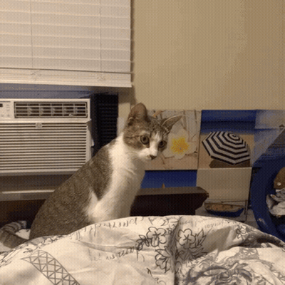 Cat Sitting On Bed With Blanket Saying A Butterfly GIF