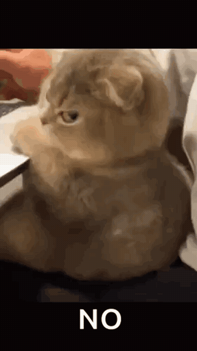 Cat Sitting On Bed With Paws On Laptop Keyboard GIF