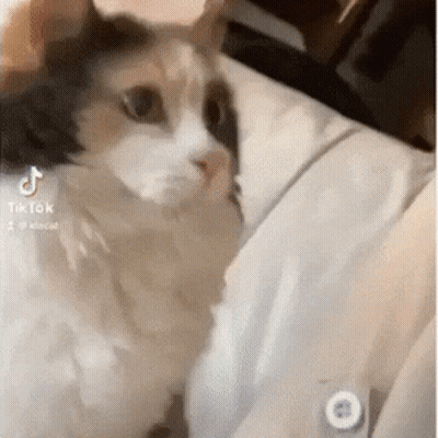Cat Sitting On Bed With TikTok Icon GIF