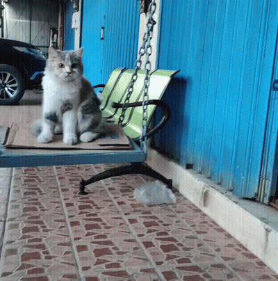 Cat Sitting On Bench With Samsung Box GIF