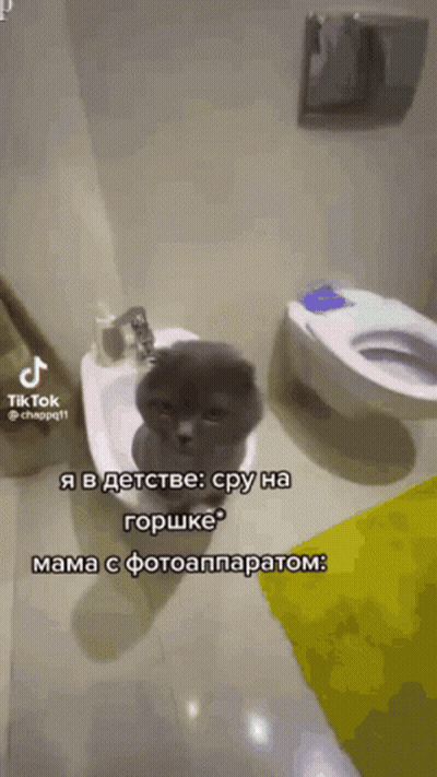 Cat Sitting On Bidet Next To Toilet In Bathroom GIF