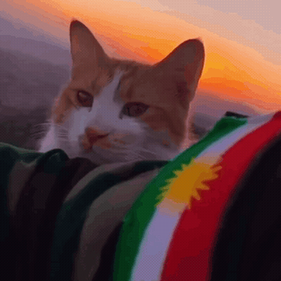 Cat Sitting On Blanket With Flag GIF