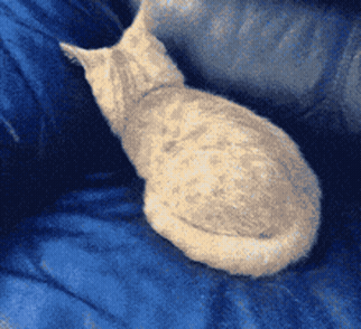 Cat Sitting On Blue Blanket Looking GIF
