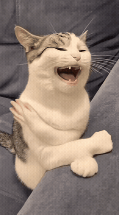 Gato en sofá azul con la boca abierta GIF