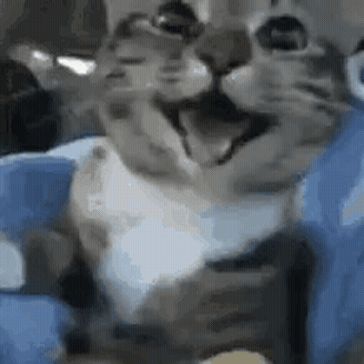 Cat Sitting On Blue Pillow GIF