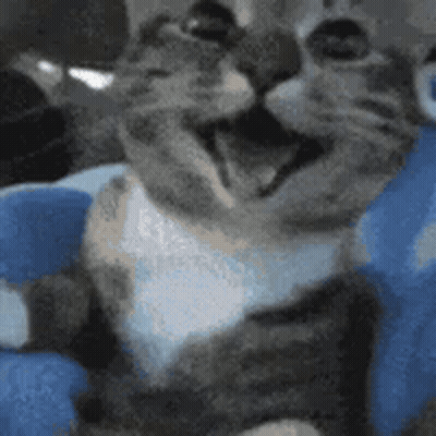 Cat Sitting On Blue Pillow Mouth Open GIF