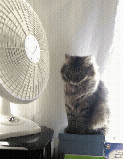 Cat Sitting On Box Near First Aid Gauze Fan GIF