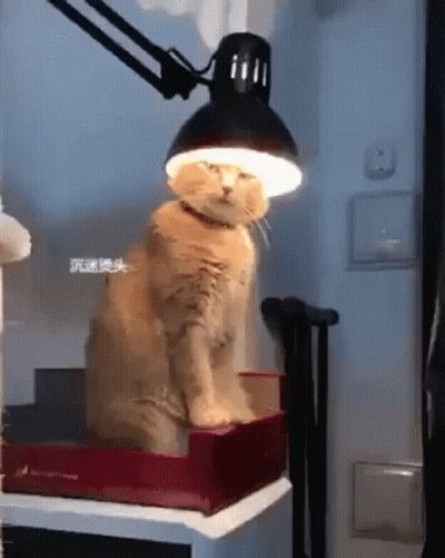 Cat Sitting On Box Under Lamp With Light On Head GIF