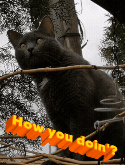 Cat Sitting On Branch Saying How You Doin GIF