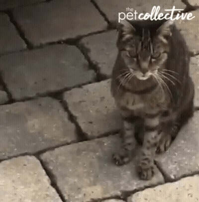 Cat Sitting On Brick Sidewalk GIF