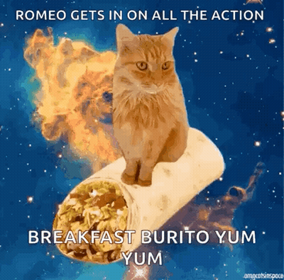 Cat Sitting On Burrito Romeo Gets In Action GIF