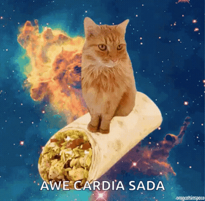 Cat Sitting On Burrito With Awe Cardia Sada GIF