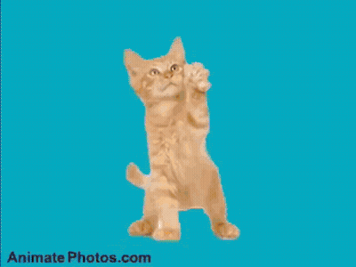 Cat Sitting On Car With Green Screen GIF
