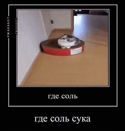 Cat Sitting On Cardboard Box GIF