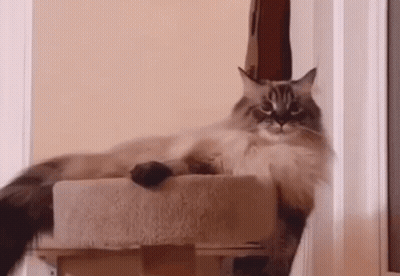 Cat Sitting On Cat Tree In Doorway GIF