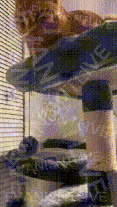 Cat Sitting On Cat Tree With Sample Watermark GIF