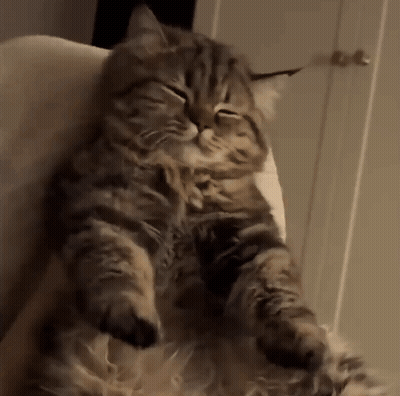 Cat Sitting On Chair Eyes Closed GIF