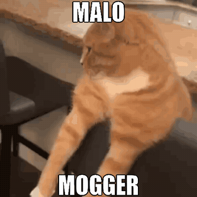 Cat Sitting On Chair Malo Mogger GIF