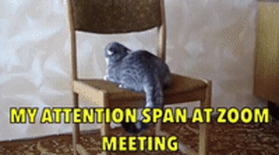 Cat Sitting On Chair My Attention Span At Zoom Meeting GIF