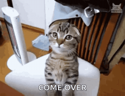 Cat Sitting On Chair Saying Come Over GIF