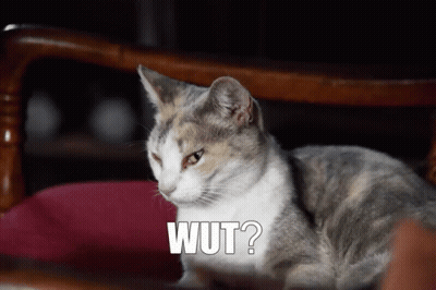 Cat Sitting On Chair Saying Wut GIF