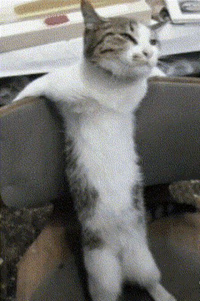 Cat Sitting On Chair With Legs Crossed GIF