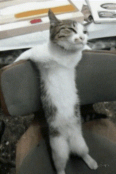 Cat Sitting On Chair With Legs Crossed GIF