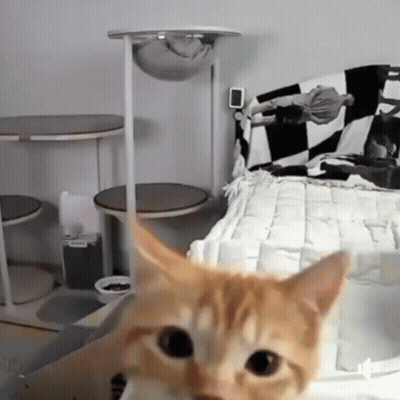 Cat Sitting On Checkered Blanket GIF