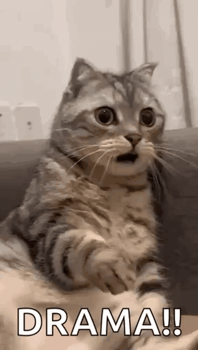 Cat Sitting On Couch Drama GIF