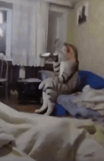 Cat Sitting On Couch In Room GIF