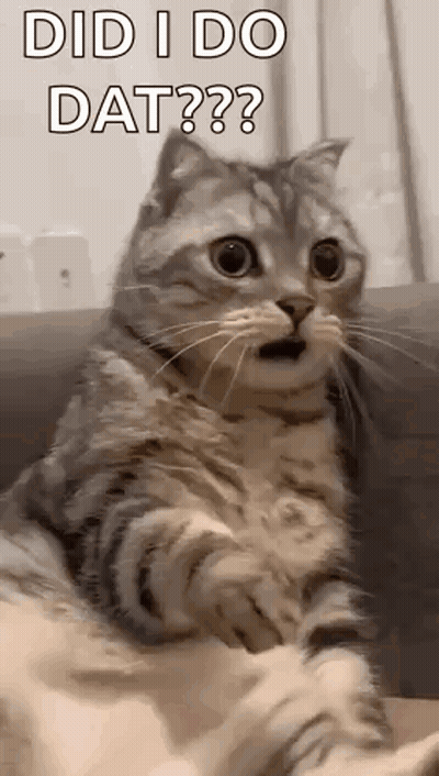 Cat Sitting On Couch Looking At Camera With Mouth Open GIF