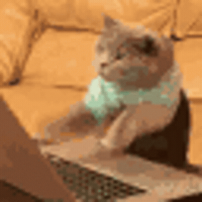 Cat Sitting On Couch Looking At Laptop GIF