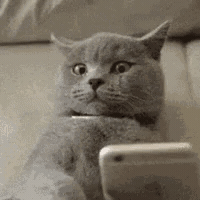 Cat Sitting On Couch Looking At Phone GIF